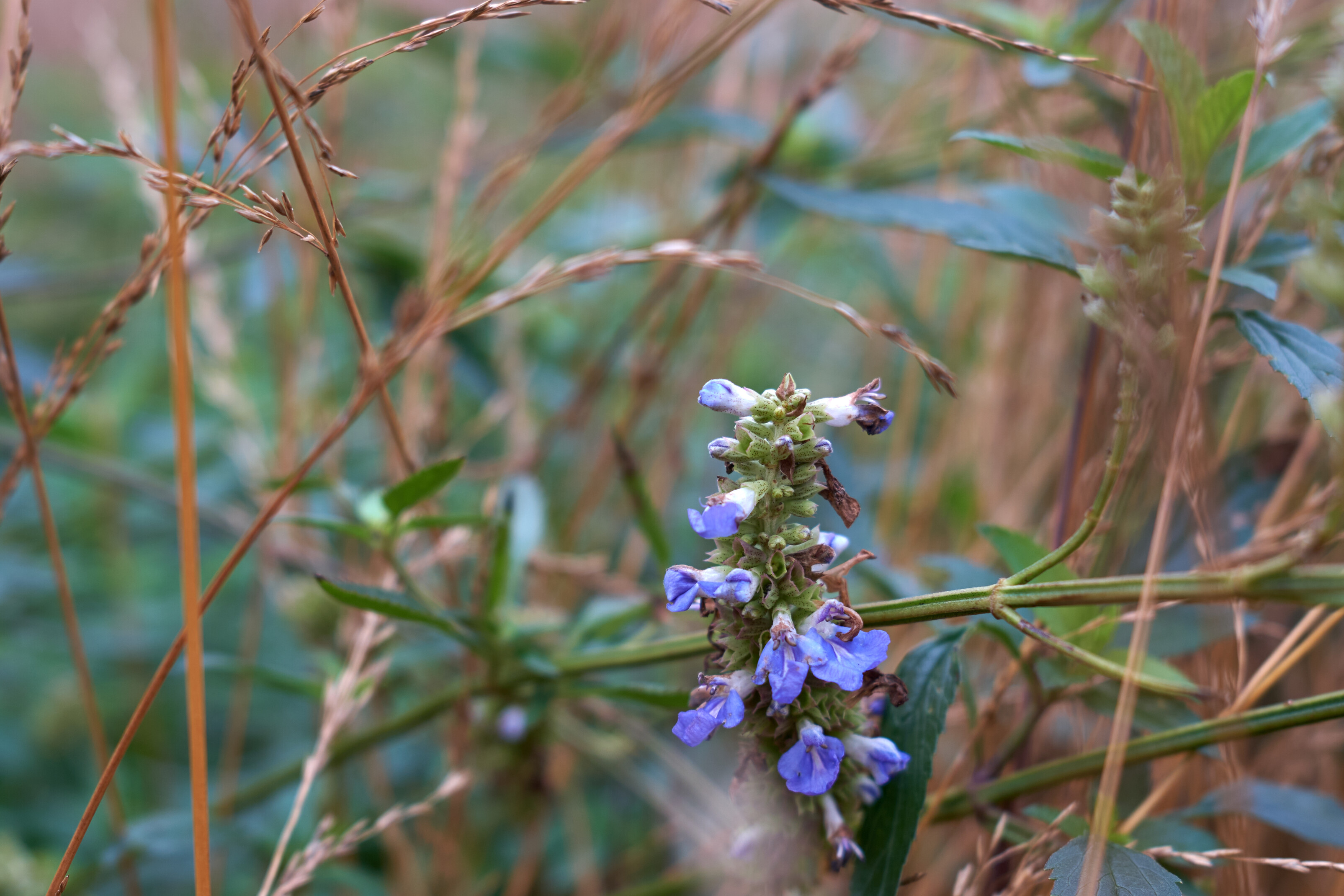 Still flowers in winter